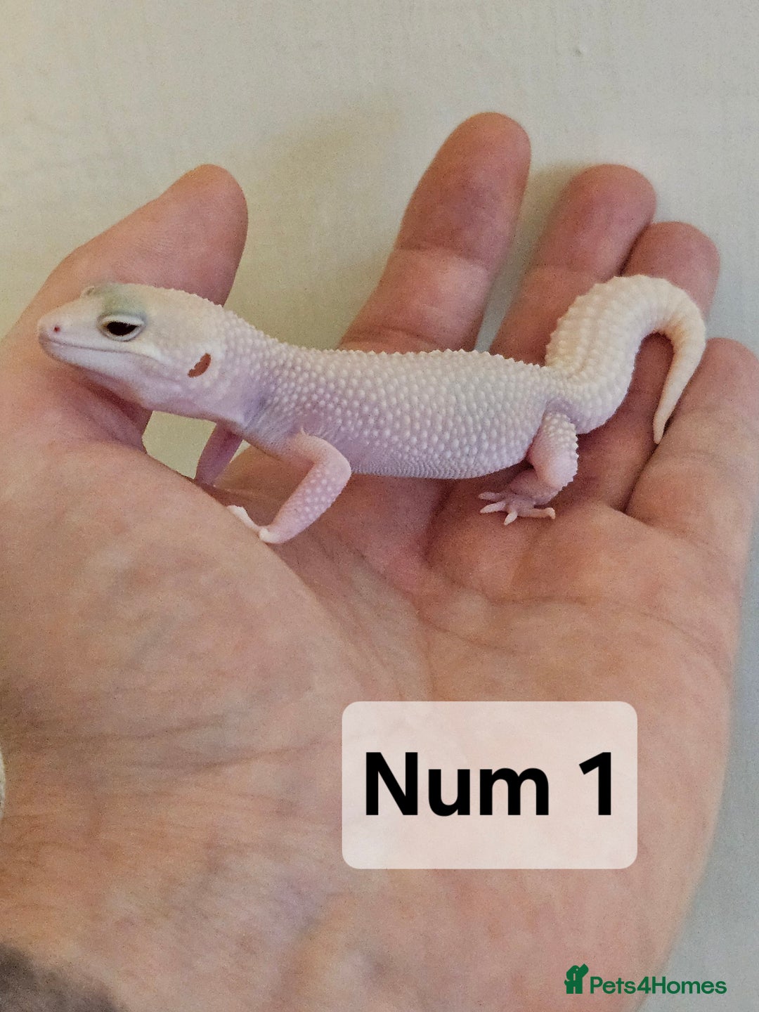 Leopard Gecko reptiles for sale: Blacknight macksnows and supersnows in tremper - Image 3