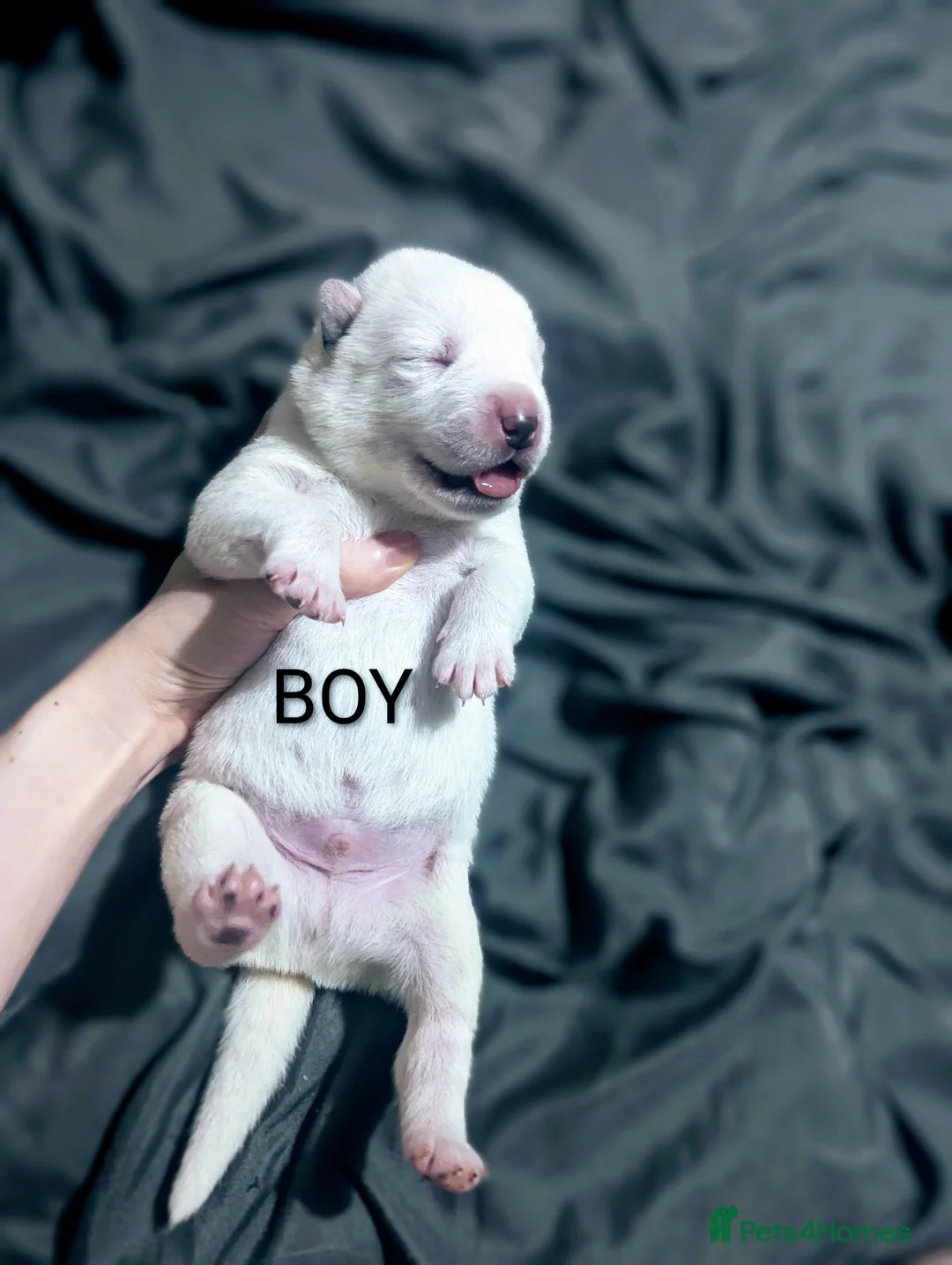 Japanese Akita Inu dogs for sale: 2 stunning huskita puppies left  - Advert 3