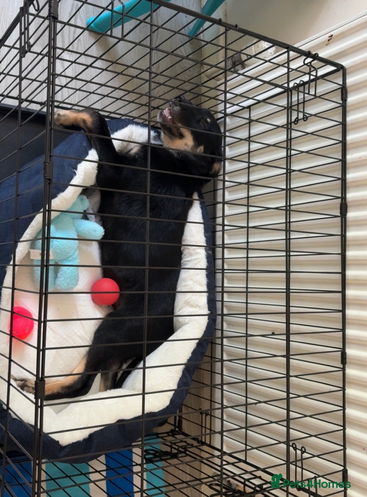 Mixed Breed dogs for sale: Bruno  in Abertillery - Advert 5