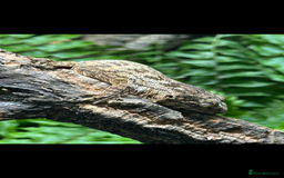 Gecko reptiles for sale: 2 Baby Leachianus Geckos - Image 4