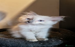 Ragdoll cats for sale: Fully vaccinated Ragdoll kittens ready now - Image 1