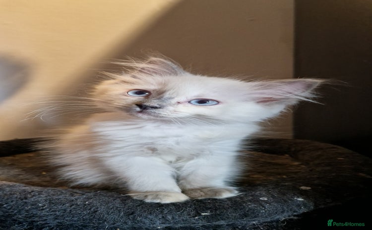 Ragdoll cats - Advert 5