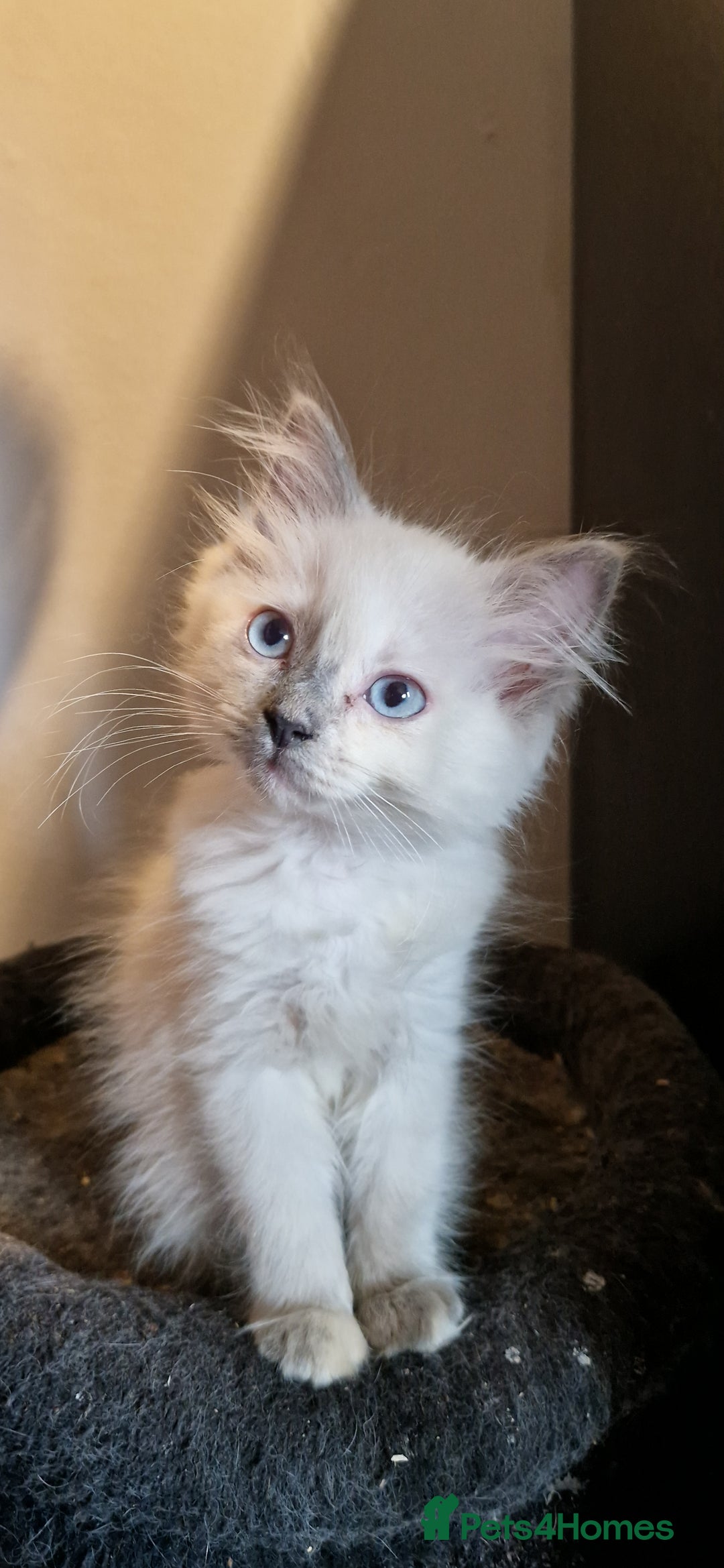 Ragdoll cats for sale: Fully vaccinated Ragdoll kittens ready now - Image 1