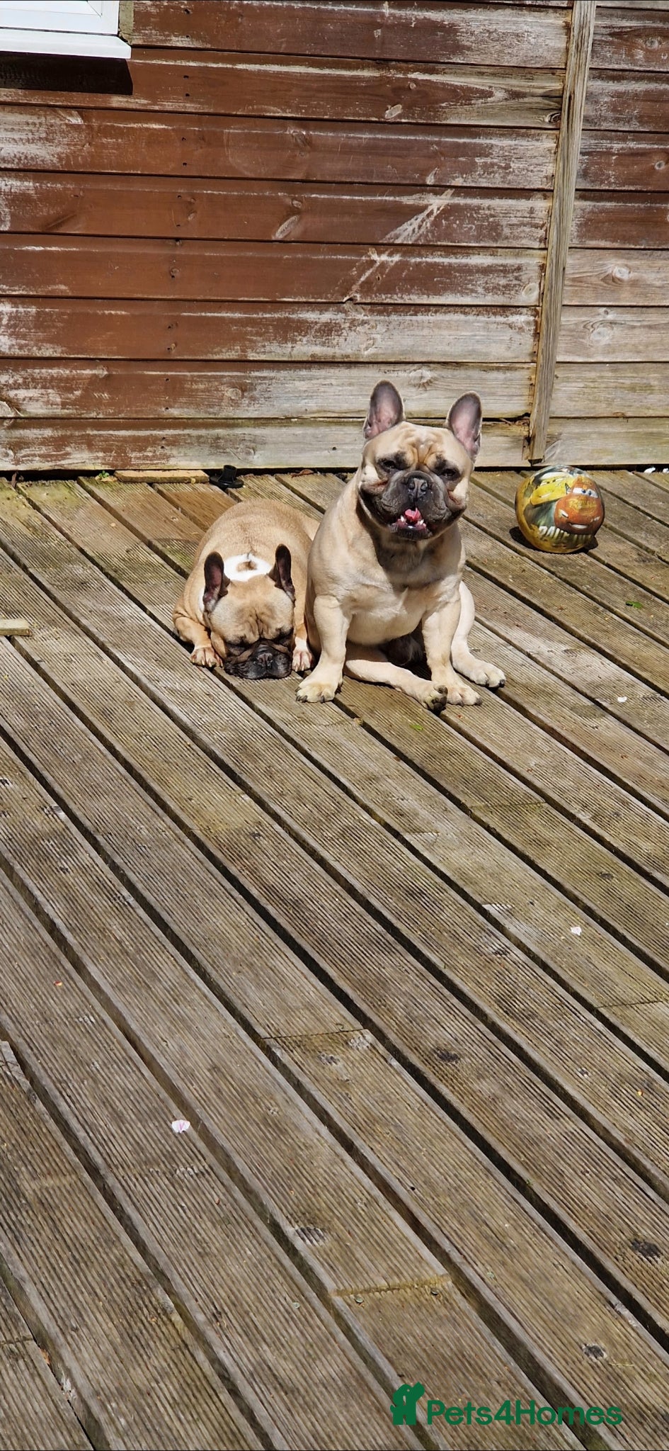 French Bulldog dogs for sale: French Bulldog in need of a new forever home... in Bexleyheath - Advert 5