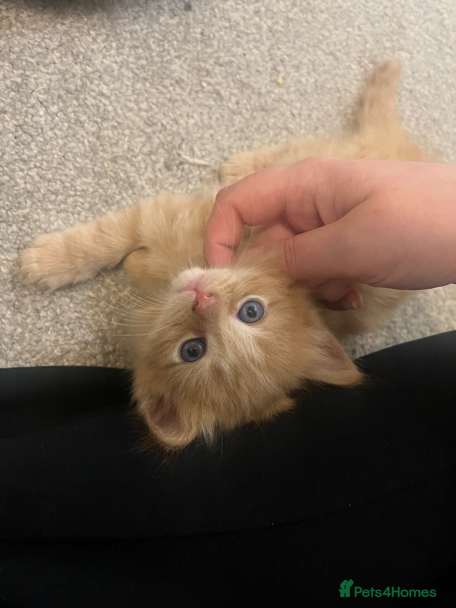 Maine Coon/tortoiseshell Kitten 3
