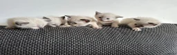 Siamese cats for sale: 4 Beautiful female siamese kittens available - Advert 6