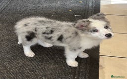 Border Collie dogs for sale: Border Collie Puppies. READY NOW - Image 4