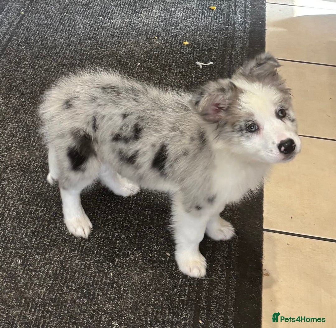 Border Collie dogs for sale: Border Collie Puppies. READY NOW - Image 4