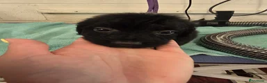 Cockapoo 1