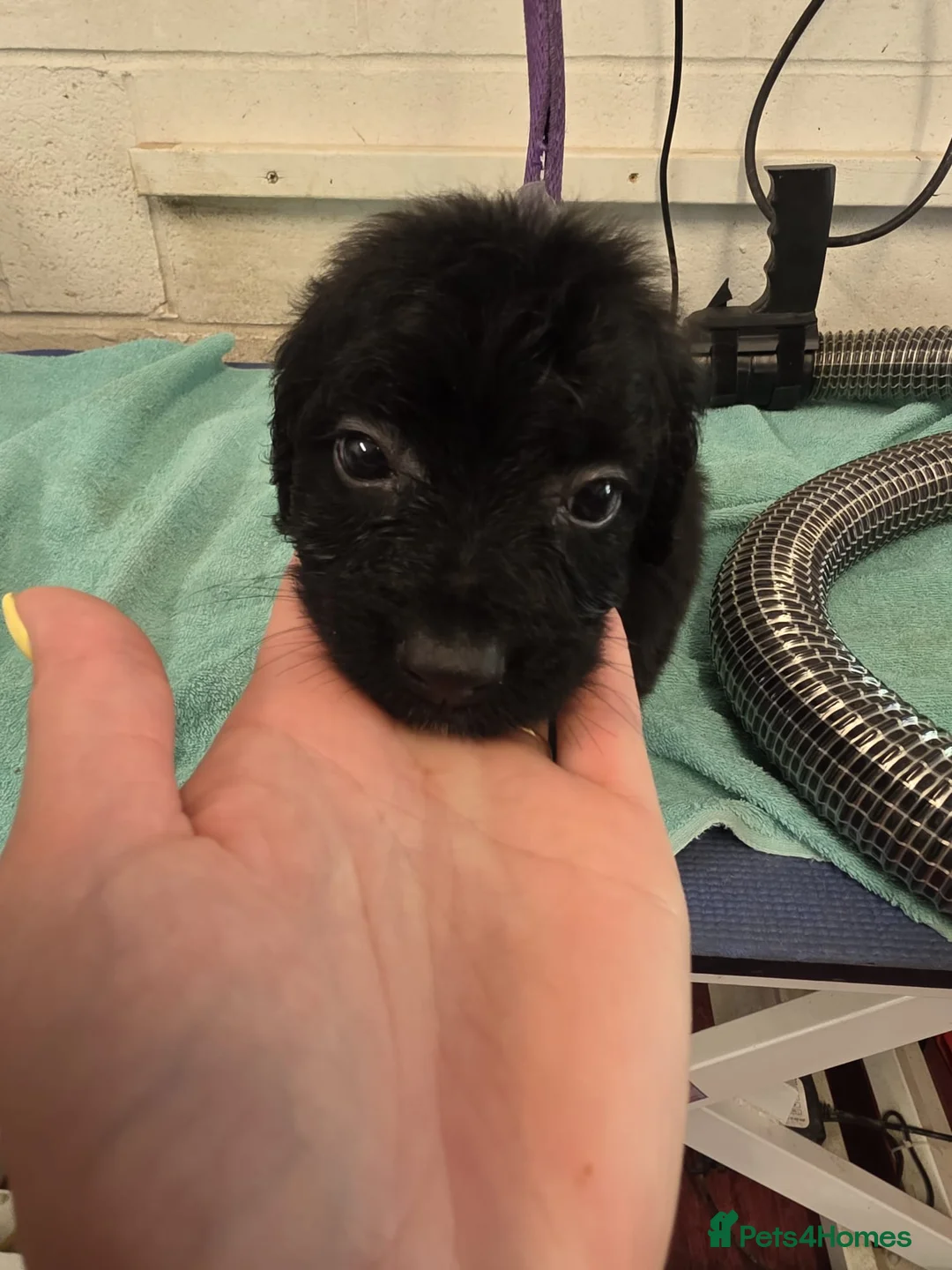 Cockapoo dogs for sale: F1b Cockapoos - Advert 5
