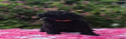 Miniature Poodle dogs for sale: Gorgeous Miniature Poodles - Advert 5