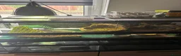 Bearded Dragon reptiles for sale: Zero Morph (RARE) Bearded Dragon in Ossett - Advert 9