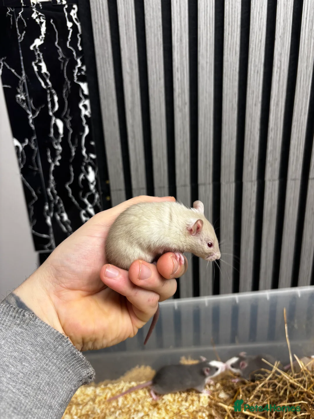 Rat rodents for sale: Rats and mice mixed colours and sexes for sale - Advert 6