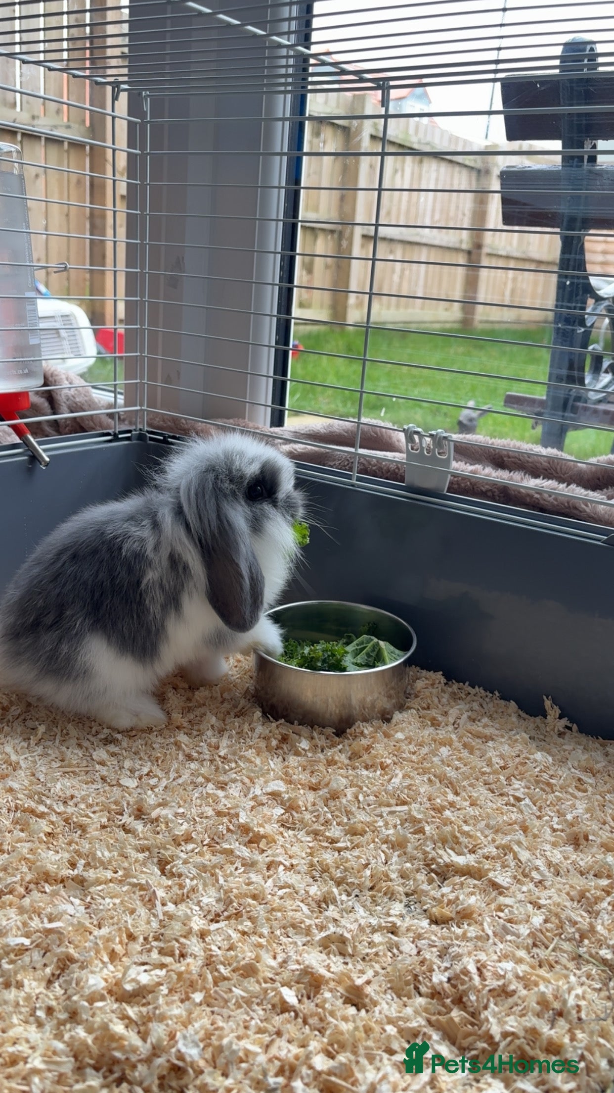 Mini Lop rabbits Mini lop baby in Washington - Advert 1