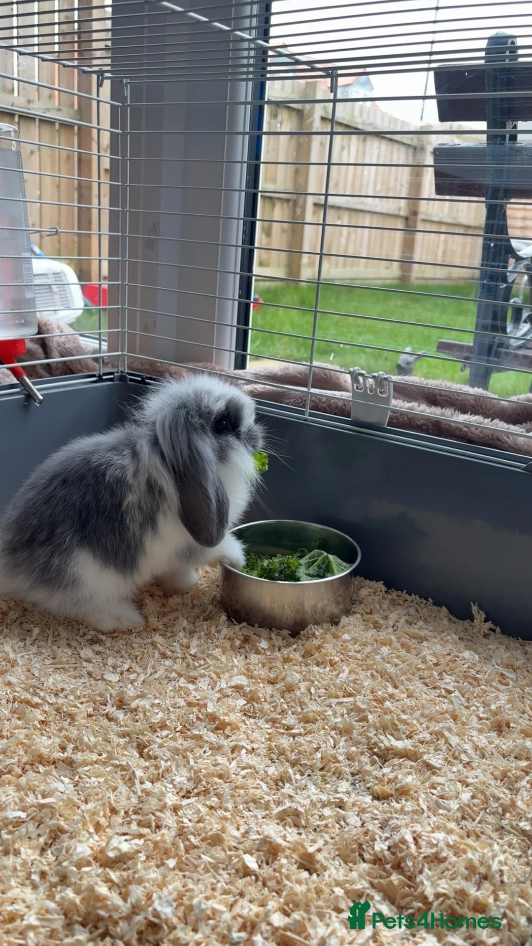 Mini Lop rabbits for sale: Mini lop baby in Washington - Advert 1