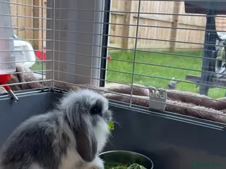 Mini Lop rabbits Mini lop baby in Washington - Advert 1