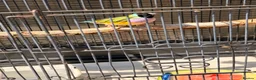 Finches birds for sale: Gouldian Pair - Advert 5