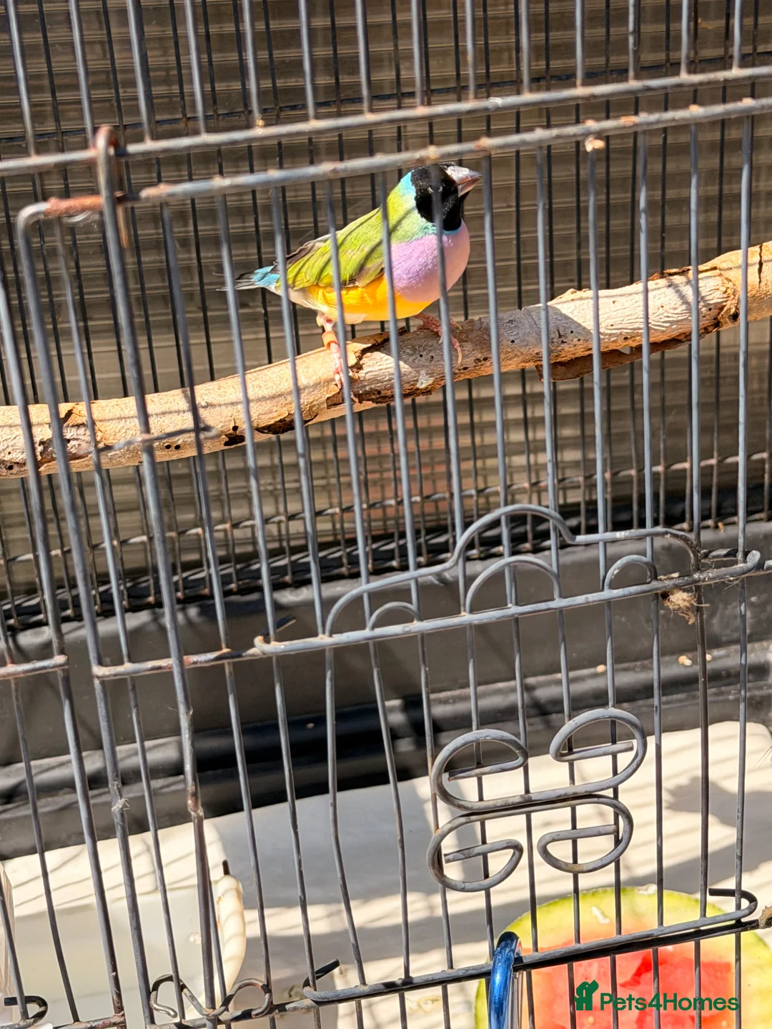 Finches birds for sale: Gouldian Pair - Advert 5