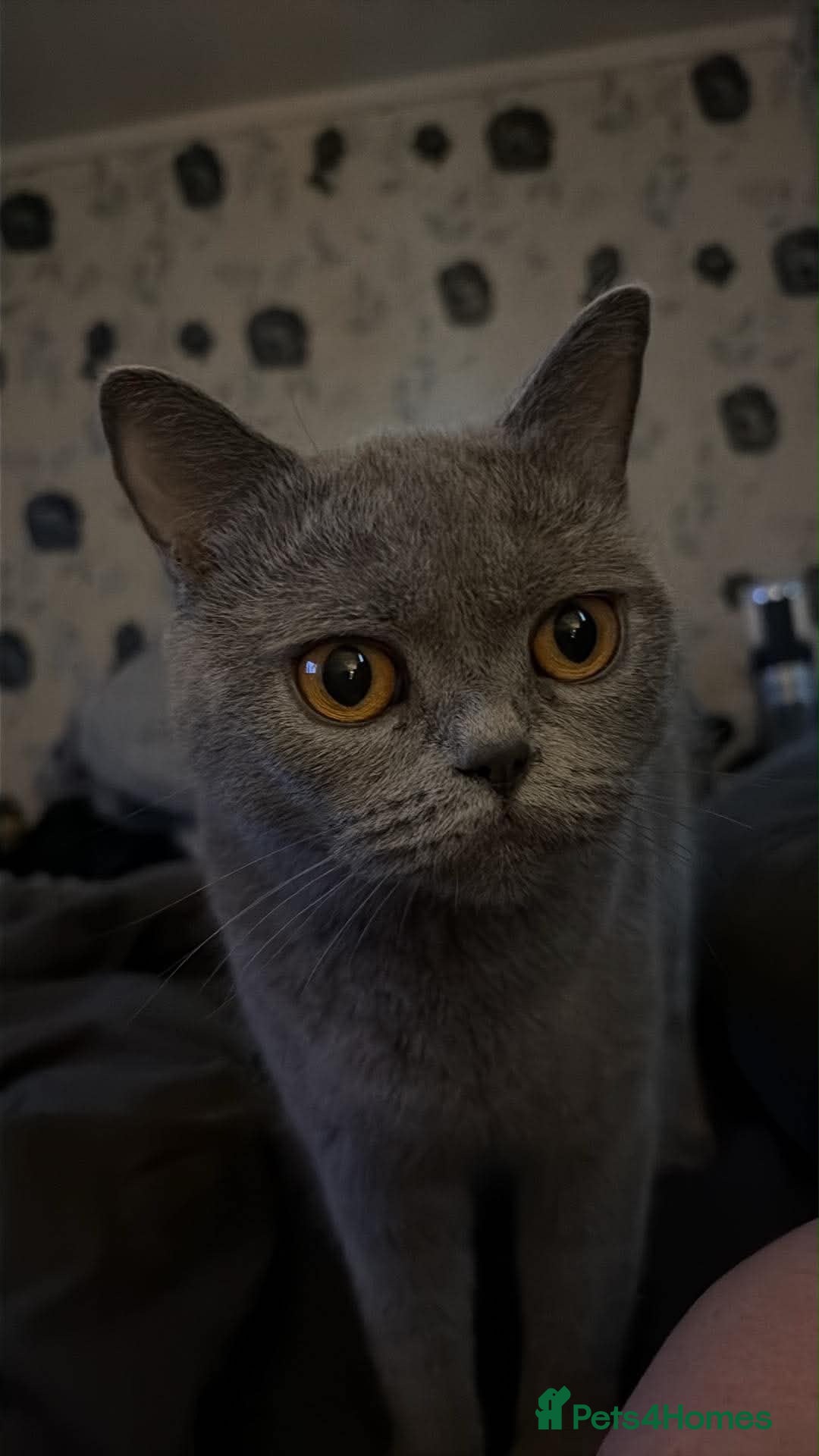 British Shorthair cats Lucy BSH - Advert 1