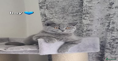 British Shorthair cats in Mexborough - Advert 11