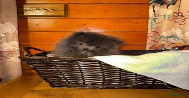 Pomeranian dogs - Advert 1