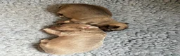 Chihuahua dogs for sale: Stunning Long Haired Chihuahua Puppies - Advert 14