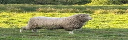 Sheep livestock for sale: Dorset and Border Leicester Shearling Rams - Advert 5