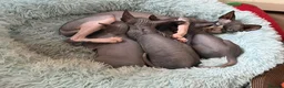 Sphynx cats for sale: 🐾TICA REGISTERED SPHYNX - LOVING HOMES SOUGHT 🐾 - Advert 8