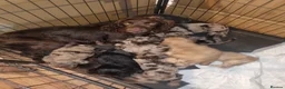Cockapoo dogs for sale: Cockapoo Merle Puppies  - Advert 20