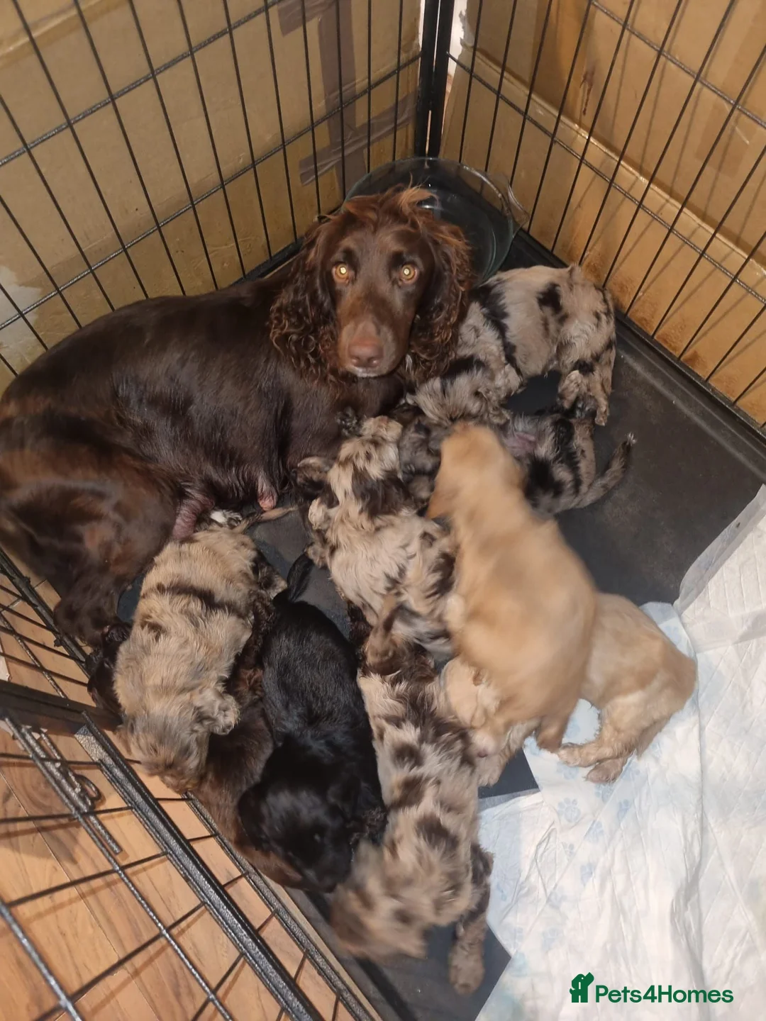 Cockapoo dogs for sale: Cockapoo Merle Puppies  - Advert 20