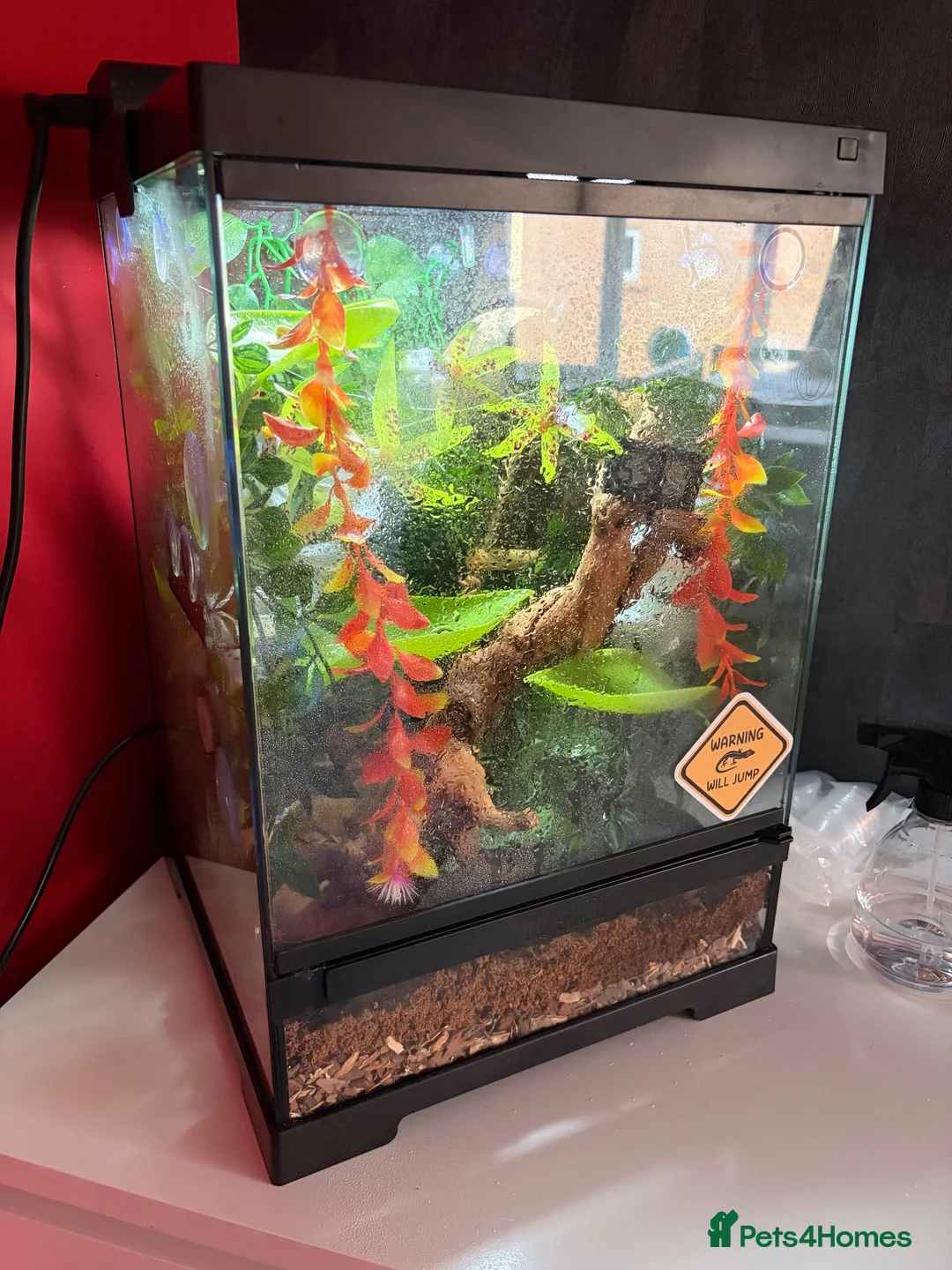 Gecko reptiles for sale: Crested Gecko and setup - Advert 5