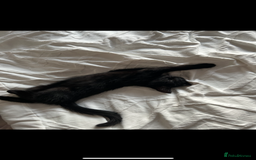 Mixed Breed cats for sale: Black Kitten - Image 1