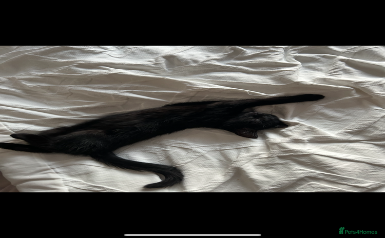 Mixed Breed cats for sale - Advert 1
