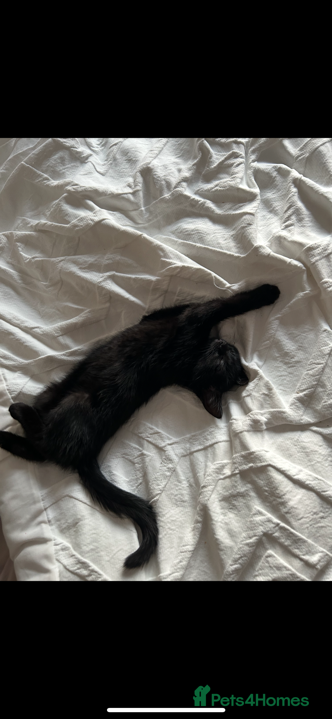 Mixed Breed cats for sale: Black Kitten - Image 1