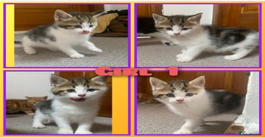 Mixed Breed cats - Advert 4