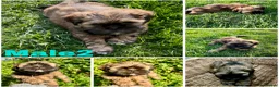 Lhasa Apso dogs for sale: Lhasa apso puppies  - Advert 3