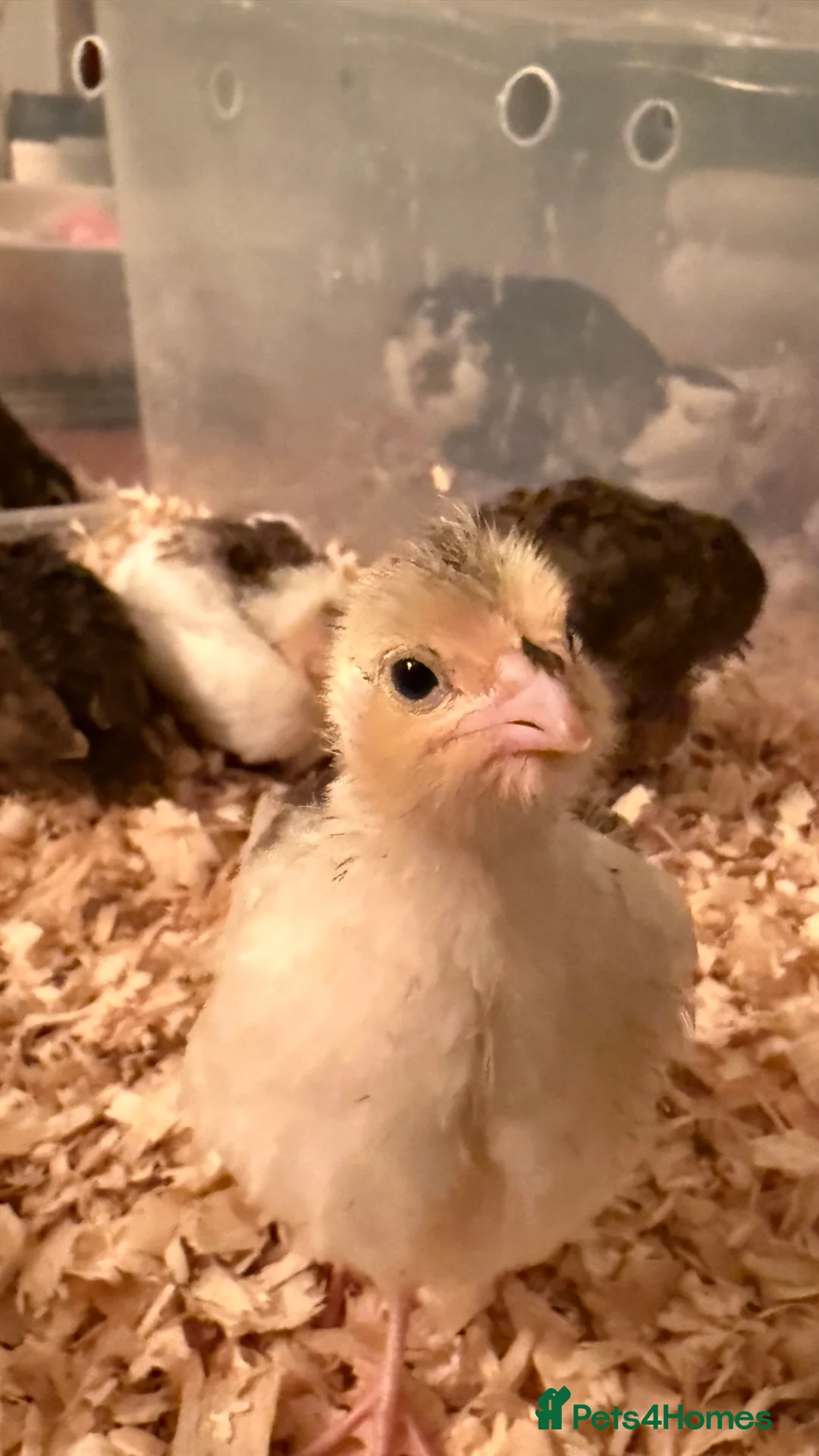 Quail poultry for sale: 🩵Celadon Coturnix quail chicks 💙 - Advert 12