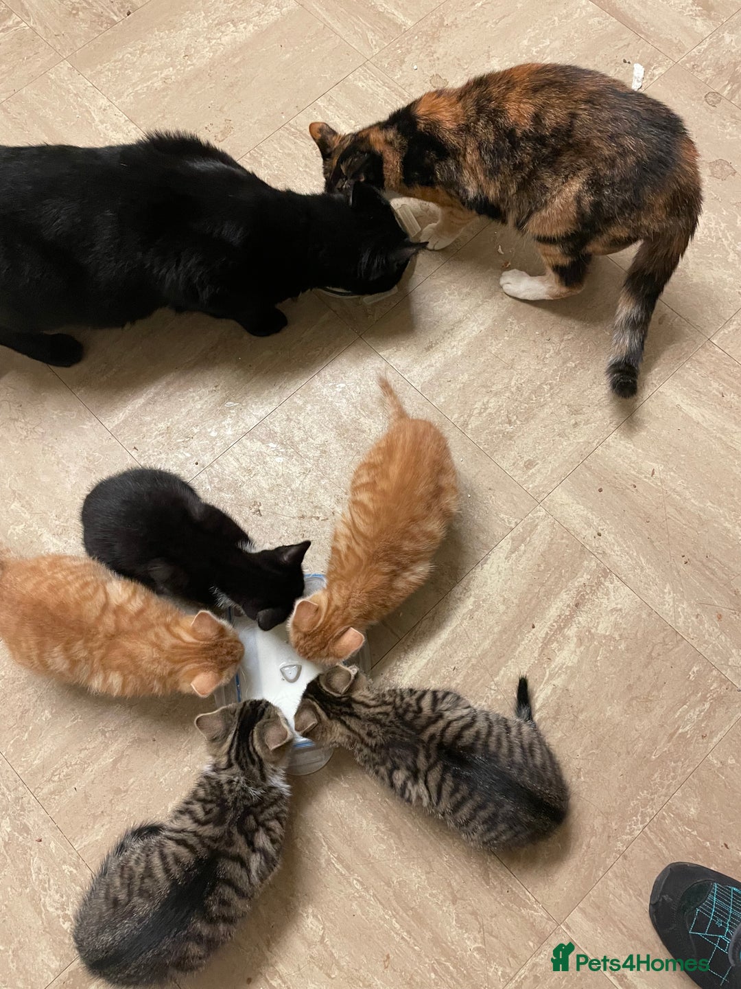 British Shorthair cats for sale: 5 kittens, 1 cat.  - Advert 3