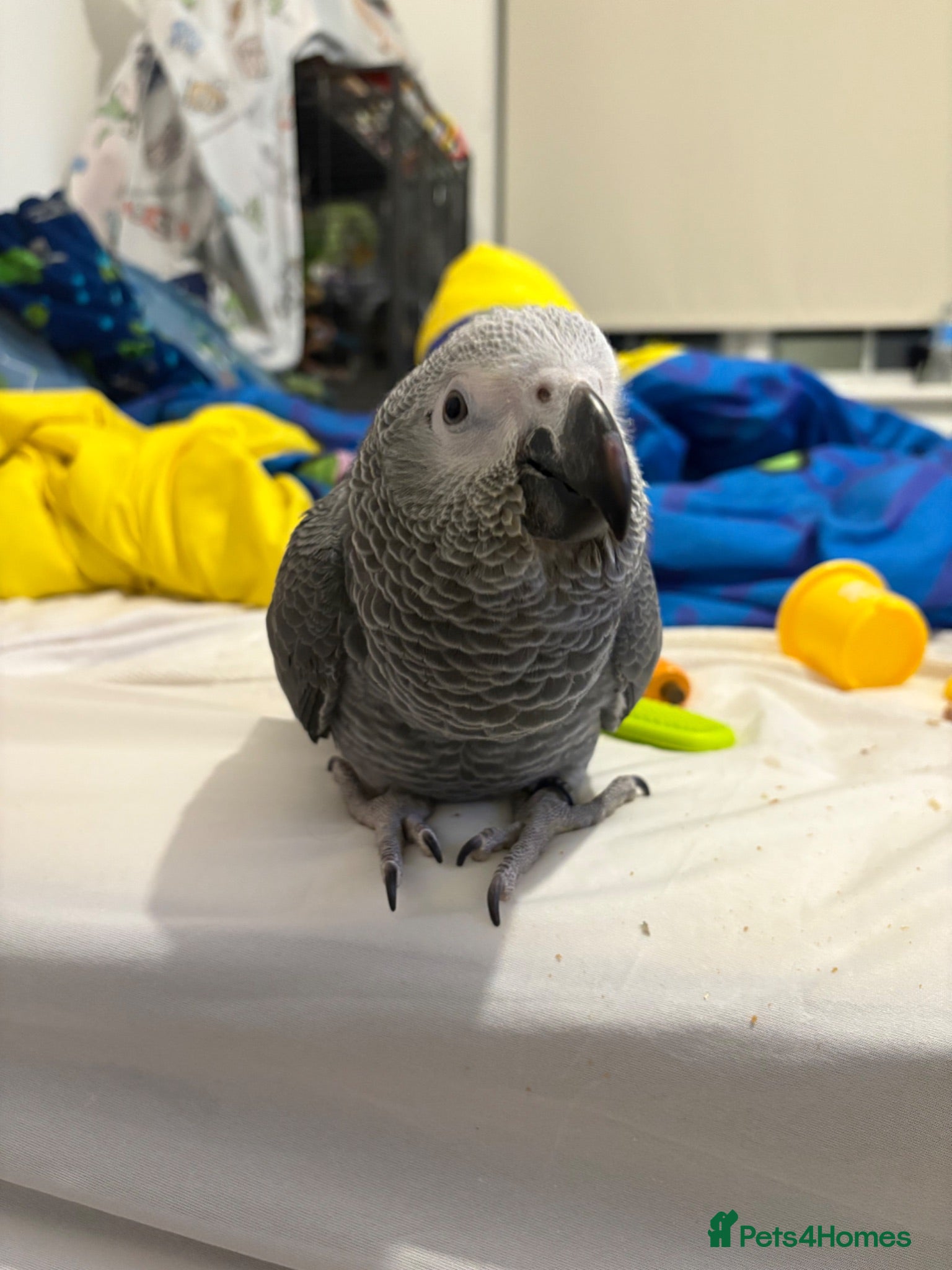 Parrots birds Beautiful African grey - Advert 9