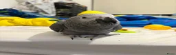 Parrots birds for sale: Beautiful African grey - Advert 1