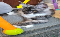 Maine Coon cats for sale: Main coons - Image 12