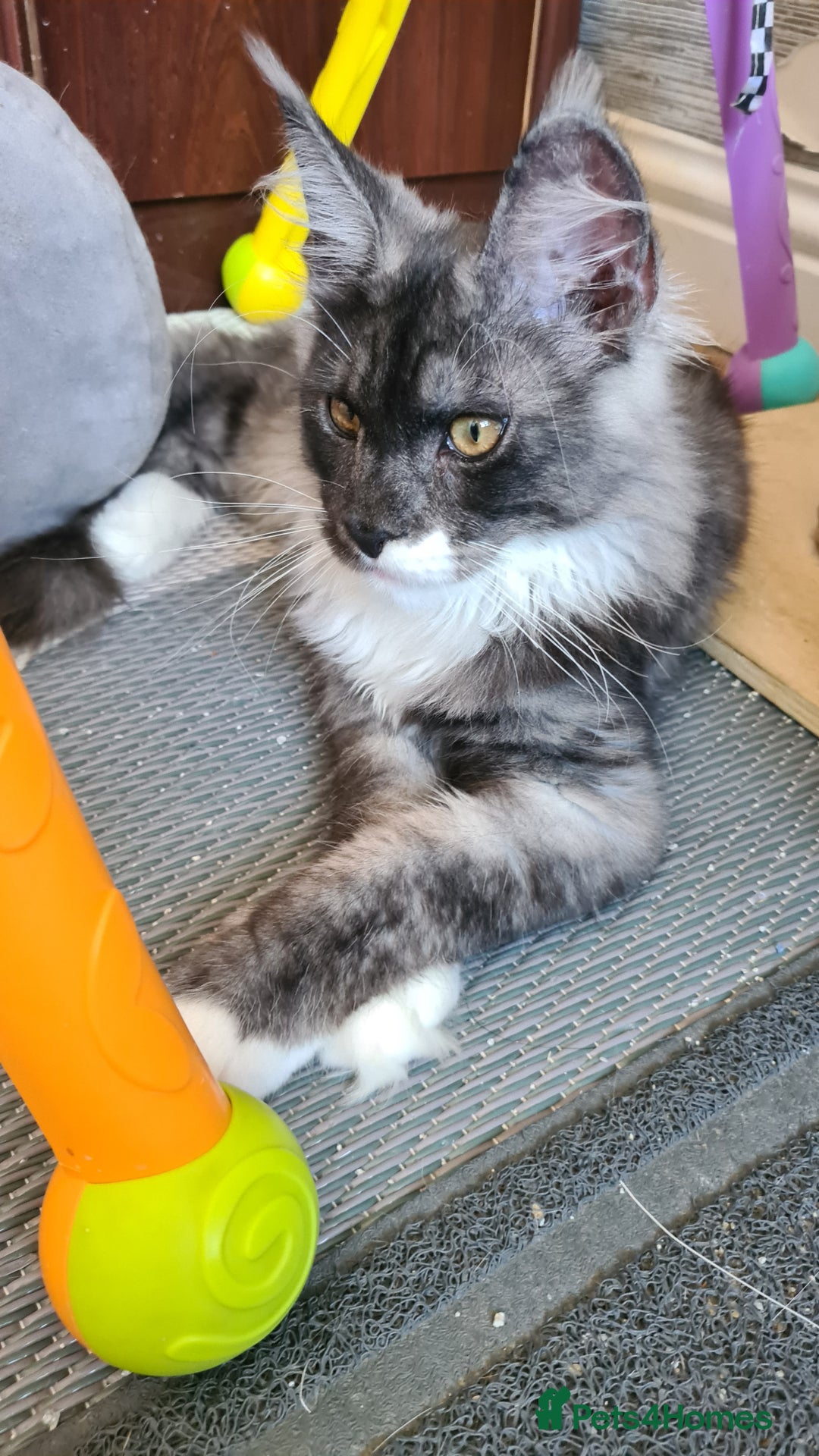 Maine Coon cats for sale: Main coons - Image 12
