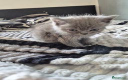 Persian cats for sale: Beautiful persian kittens  - Image 10