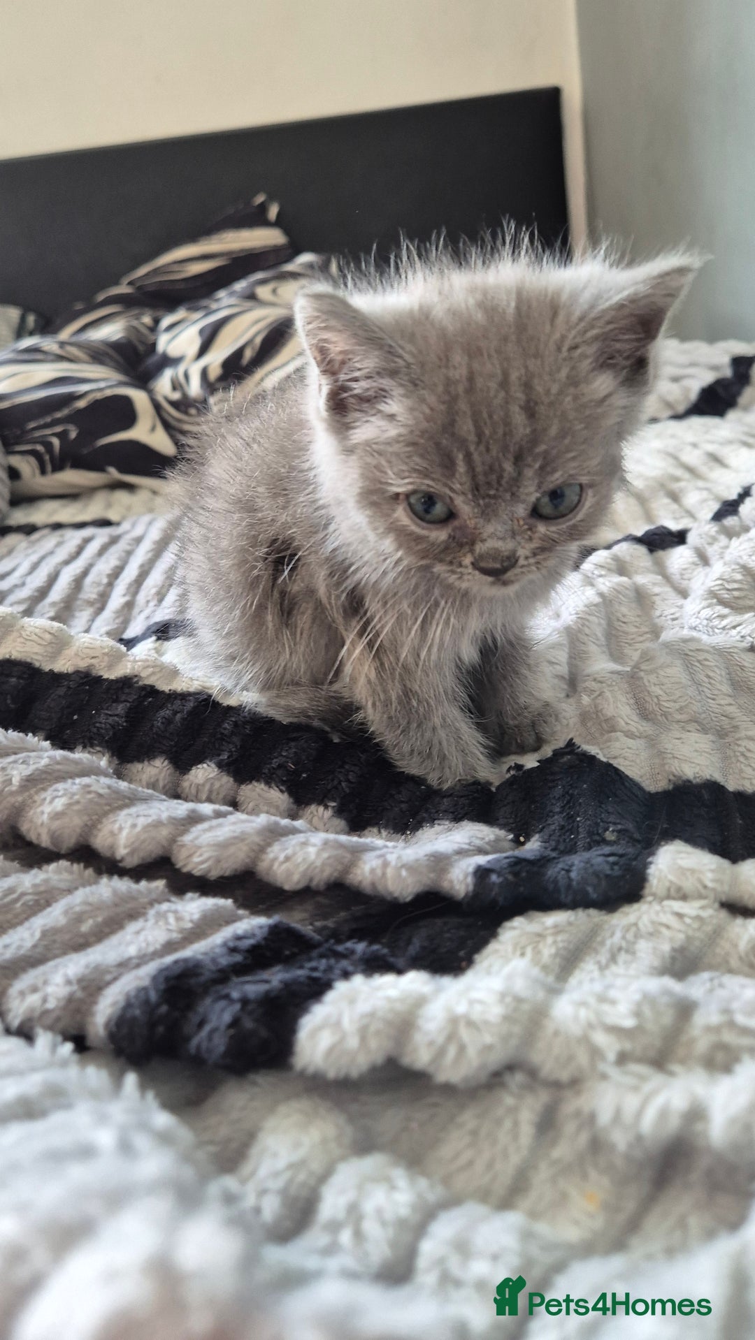 Persian cats for sale: Beautiful persian kittens  - Image 10