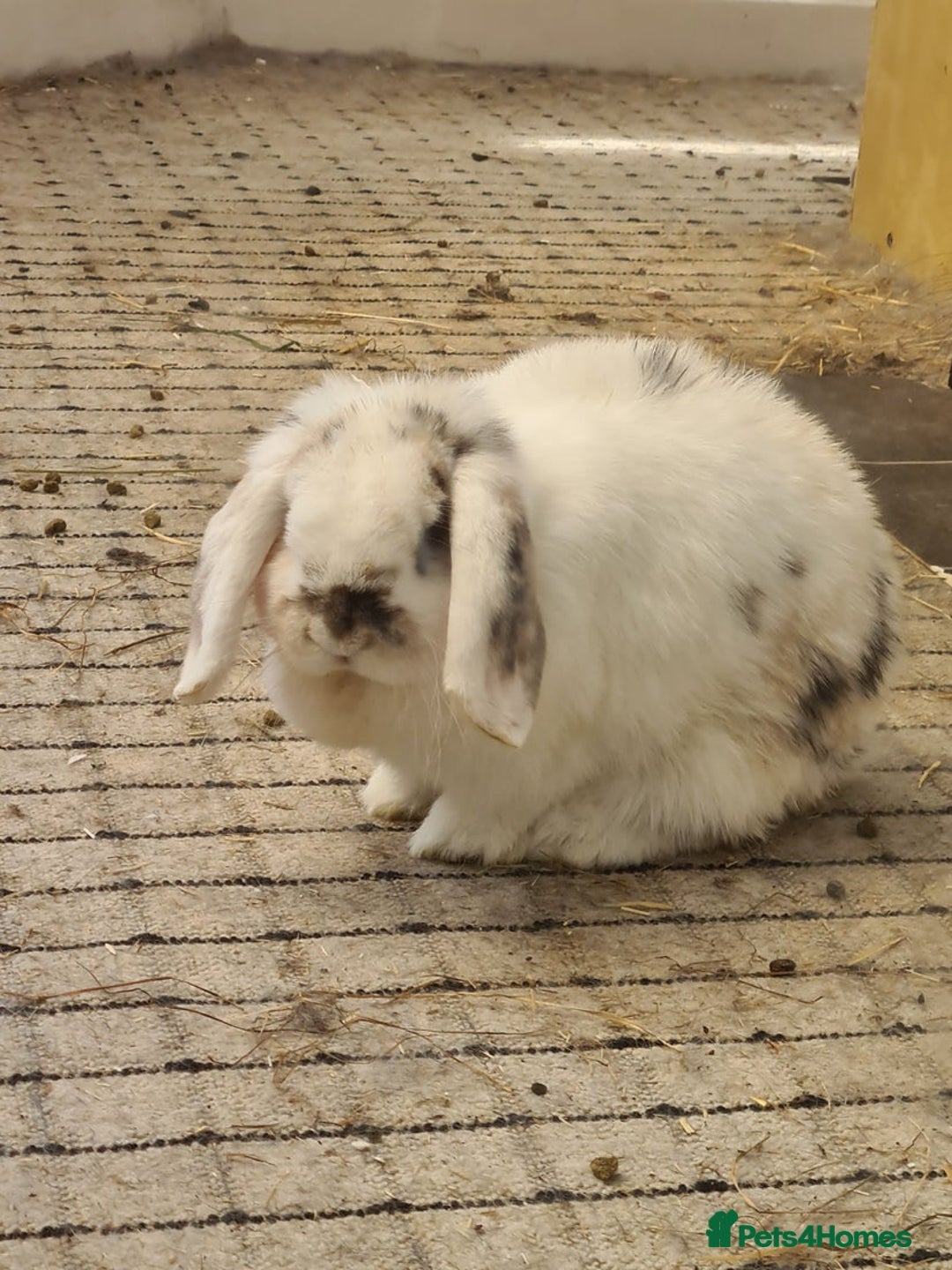 Mini Lop rabbits for sale: Snowflake  - Image 3