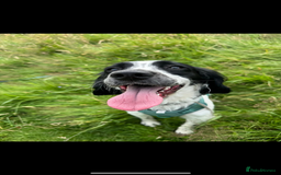 English Springer Spaniel dogs for sale: Springer Spaniel Puppy - Image 1