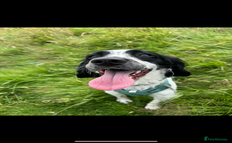 English Springer Spaniel dogs - Advert 2