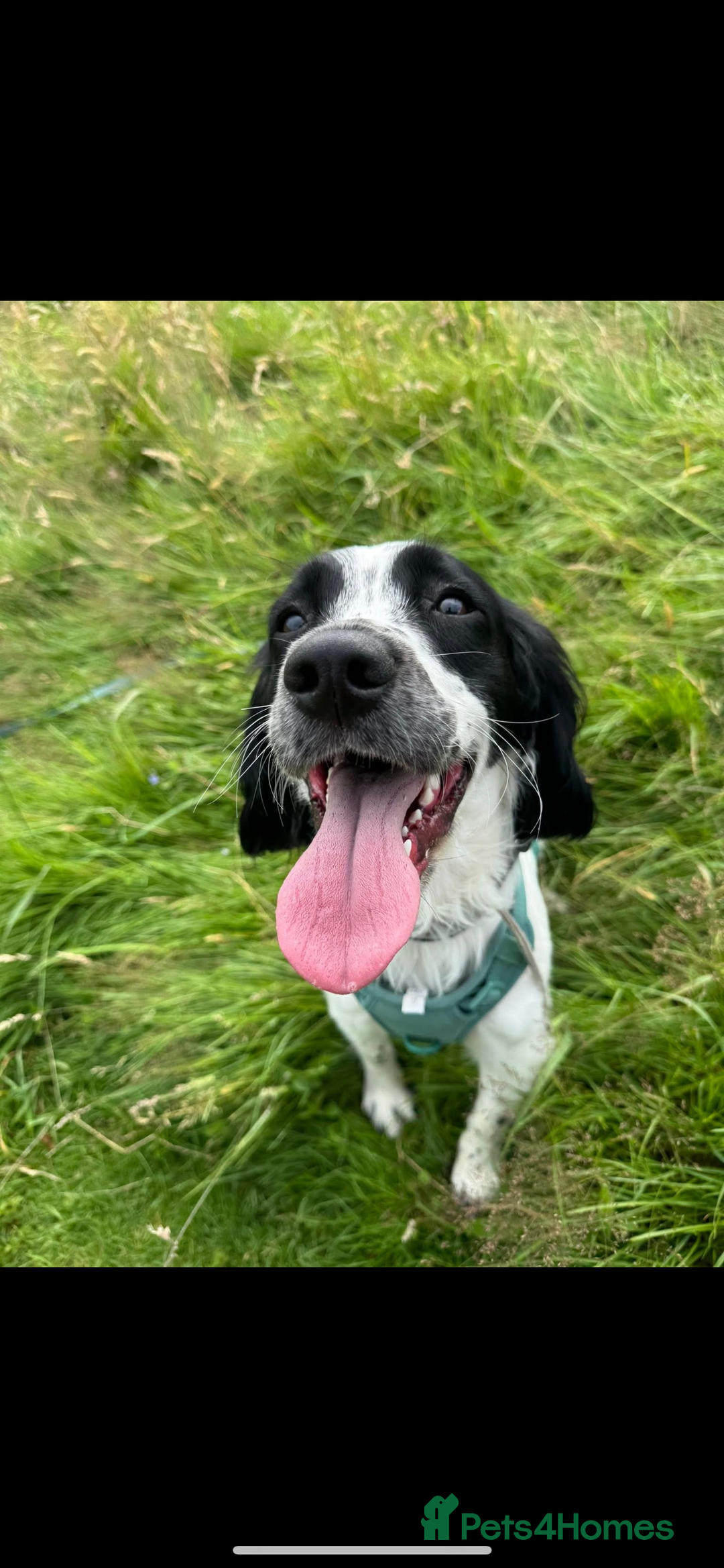 English Springer Spaniel dogs for sale: Springer Spaniel Puppy - Image 1