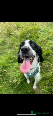 English Springer Spaniel dogs - Advert 1