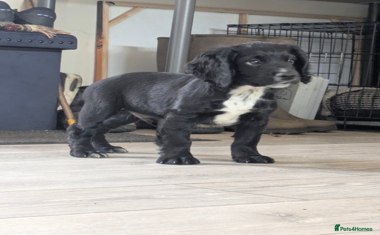 Cocker Spaniel dogs - Advert 1